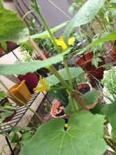 See the cute little cucumbers at the base of the flower?